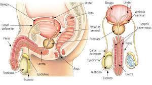 feminino Dimensão Biológica Compreensão da diferença de