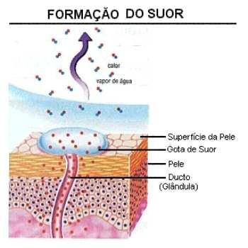 Como o suor é produzido: Nós suamos constantemente mesmo sem perceber. Suar é a maneira pela qual nosso corpo se livra do excesso de calor que é produzido pelo metabolismo ou pelo trabalho muscular.