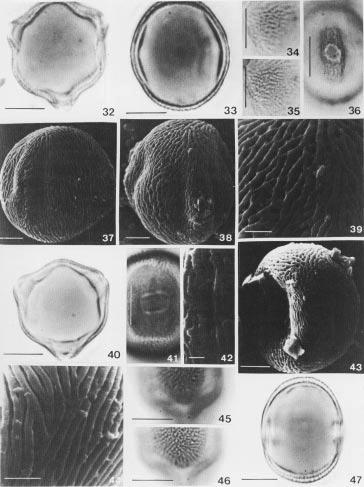 Revta brasil. Bot., São Paulo, 21(1):17-26, abr. 1998 23 Figuras 32-47. Fotomicrografias e elétron-micrografias dos grãos de pólen de espécies de Bursera. 32-39. B. graveolens sem identificação infra-específica.