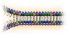Desnaturação Processo no qual ocorre a separação da fita dupla de DNA por meio da