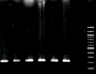 69 As técnicas de PCR e nested-pcr desenvolvidas neste trabalho foram capazes de detectar o DNA do VLTI.