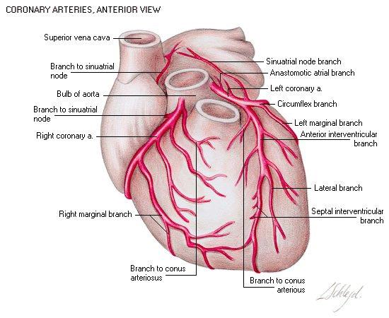 ANATOMIA