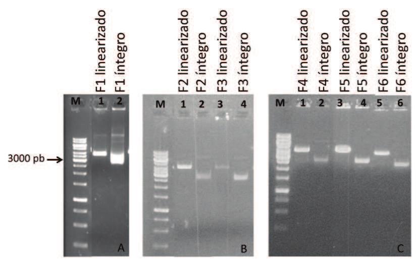 33 Figura 3. Plasmídeos digeridos (linearizados) e íntegros, respectivamente.