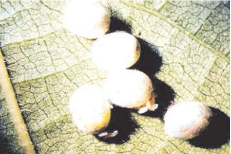 Informações sobre Chrysoperla externa 15 Fig. 3. Pupa. Fig. 4. Ovo 3. Preferência de C.