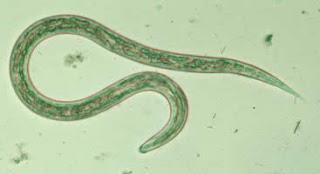 22 Figura 4: Larva de Ancylostoma sp. Fonte: http://monitoria-parasito.blogspot.com.br/2010/06/nematoda-familias-ancylostomidae-e.html.