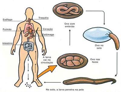 Os vermes adultos se fixam a parede intestinal delgado fazendo intensa espoliação sanguínea, lesionando o tecido.