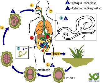 25 Figura 7: Ciclo biológico da Ascaridíase no organismo humano. Fonte: http://www.sobiologia.com.br/conteudos/reinos2/ascaridiase.php.