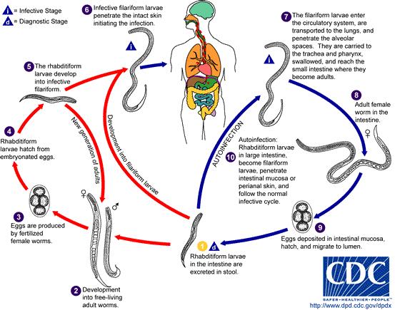28 Figura 9: Ciclo biológico da Estrongiloidíase no organismo humano. Fonte: Oliveira, 2013.