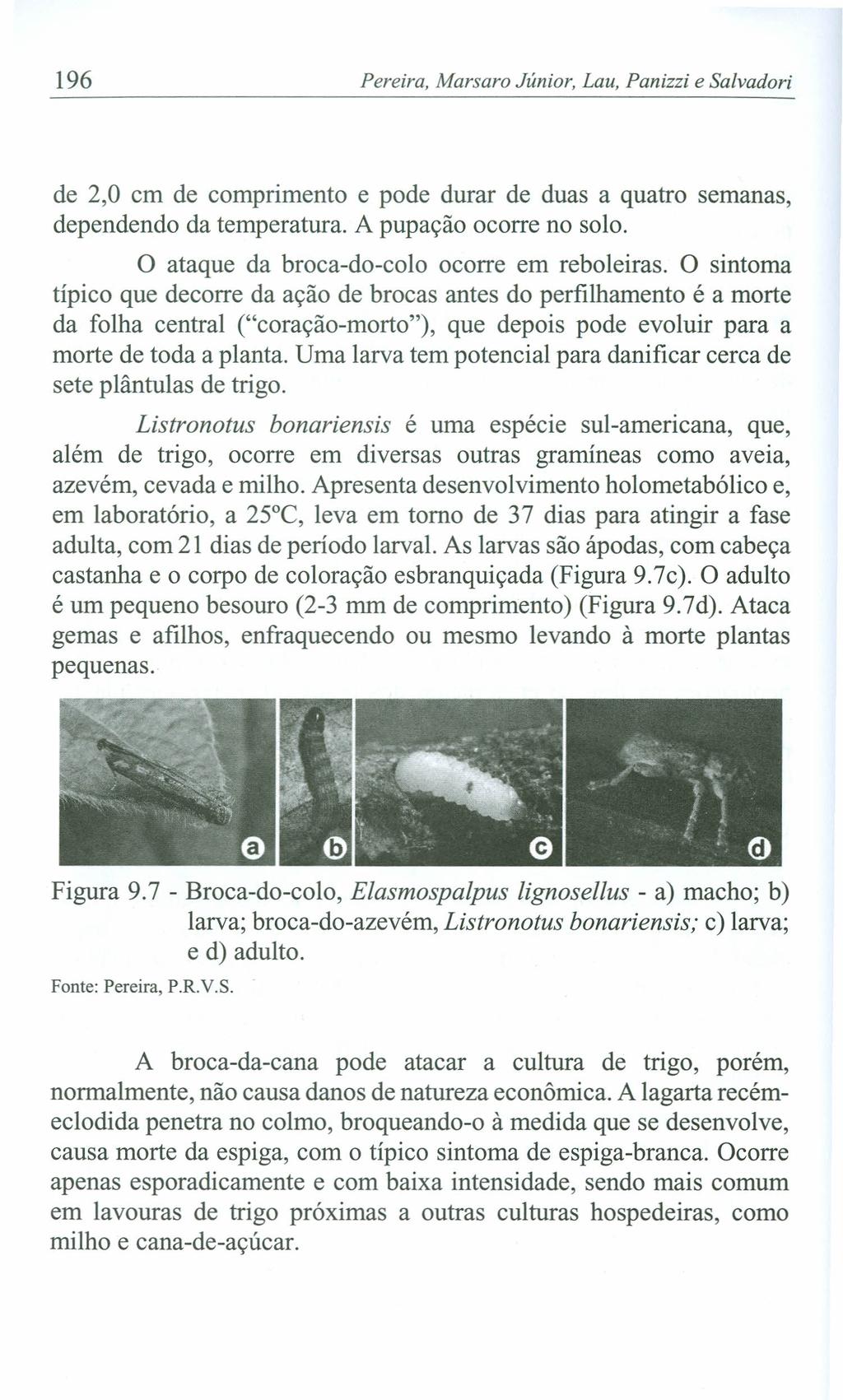 196 Pereira, Marsaro Júnior, Lau, Panizzi e Salvadori de 2,0 em de comprimento e pode durar de duas a quatro semanas, dependendo da temperatura. A pupação ocorre no solo.