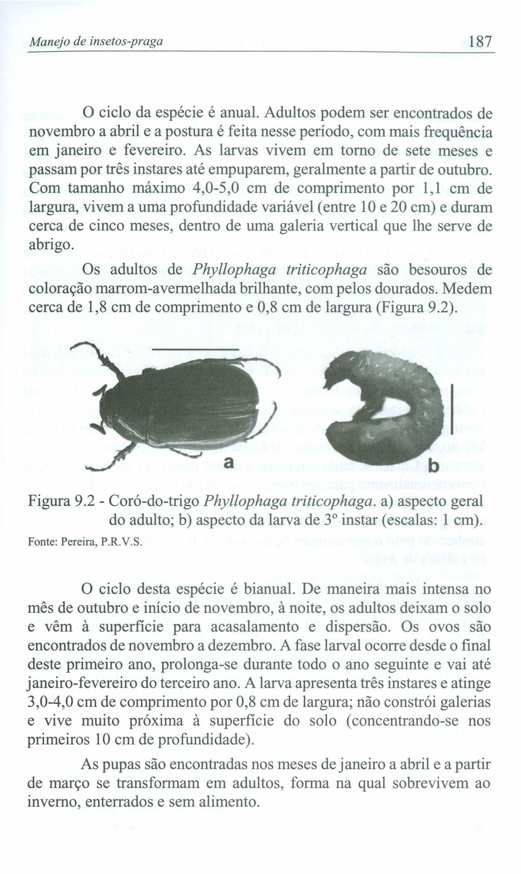 Manejo de insetos-praga 187 o ciclo da espécie é anual. Adultos podem ser encontrados de novembro a abril e a postura é feita nesse período, com mais frequência em janeiro e fevereiro.