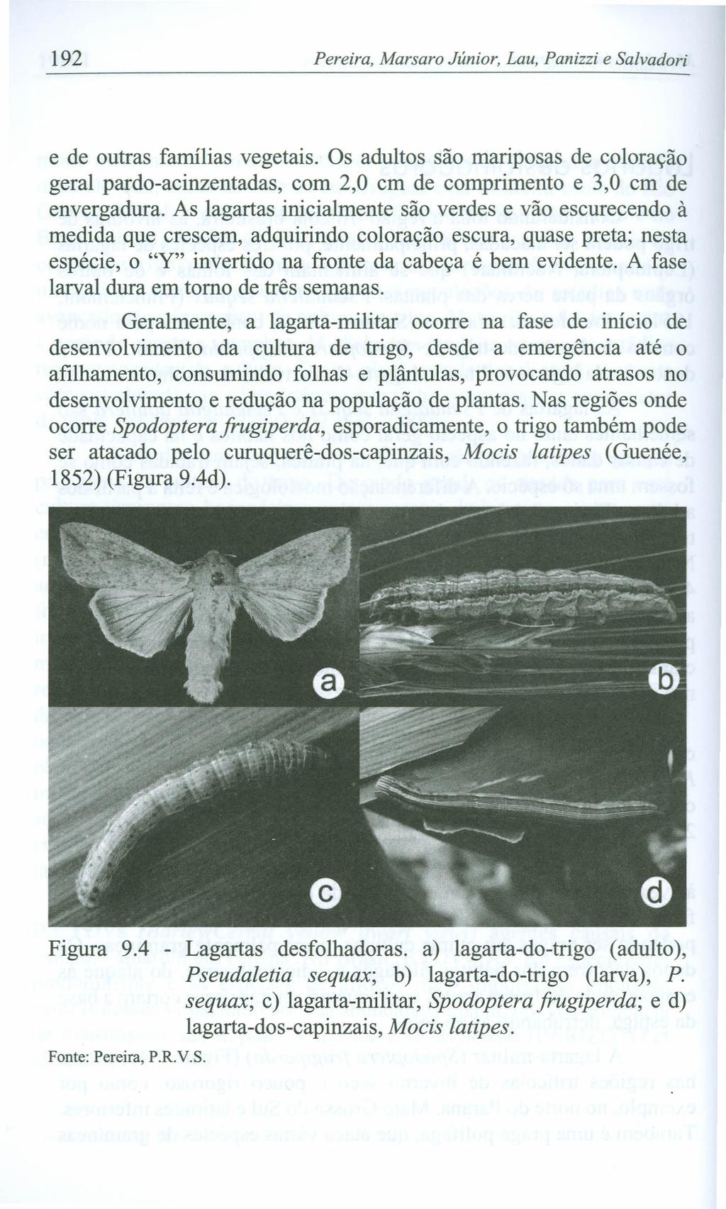 192 Pereira, Marsaro Júnior, Lau, Panizzi e Salvadori e de outras famílias vegetais. Os adultos são mariposas de coloração geral pardo-acinzentadas, com 2,0 em de comprimento e 3,0 em de envergadura.