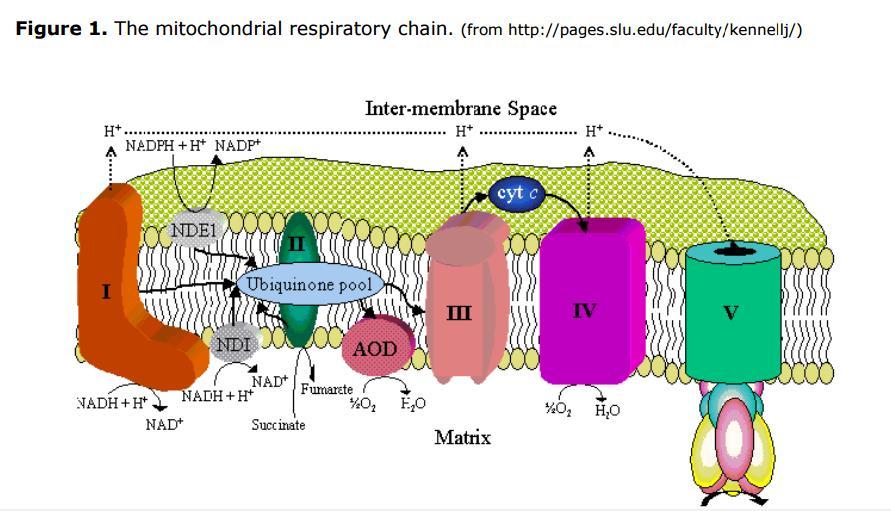 Modo de Ação QoI - Fungicidas inibidores extracelulares de quinona (QoI) - Atuam no complexo III da cadeia transportadora de elétrons na mitocôndria - A ligação de um inibidor ao sítio da