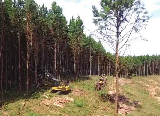 operacionais. Vale ressaltar que temos controle total na gestão operacional com o Sistema Timber Fleet sem sombras na transmissão, e isso é fantástico.