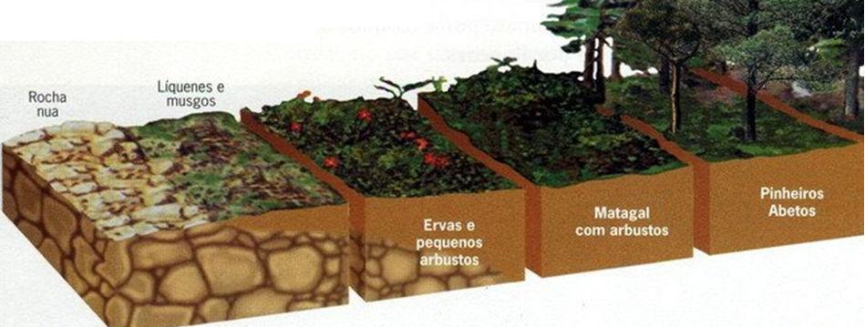 Ação do gelo Ação dos ventos Biológico