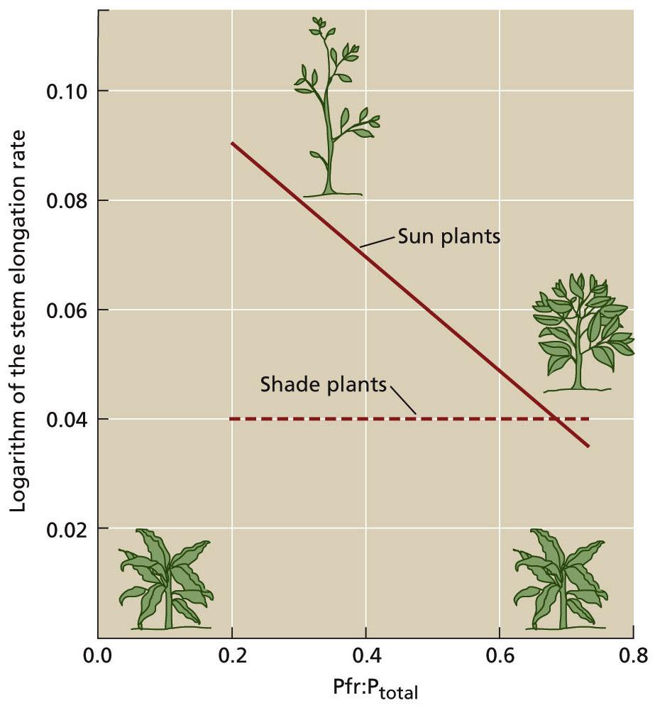 Φ Fotomorfogênese em plântulas crescendo na luz: (A) Relação entre a proporção de F VD (Φ) e crescimento do caule de Chenopodium album, mantida por 9 dias sob sombreamento simulado; (B) Plântulas de