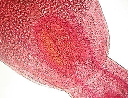 microscópio de luz: A - vista ventral do corpo