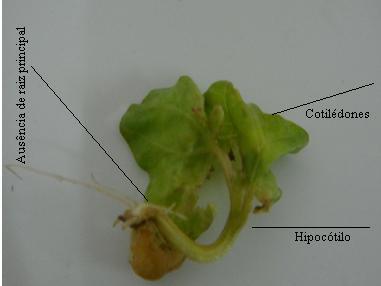 folhas cotiledonares, hipocótilo, raiz principal e