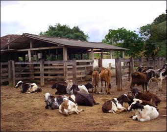 bezerros destinados à engorda e ao abate ou crias de reposição e o leite é um subproduto, que aumenta a renda.