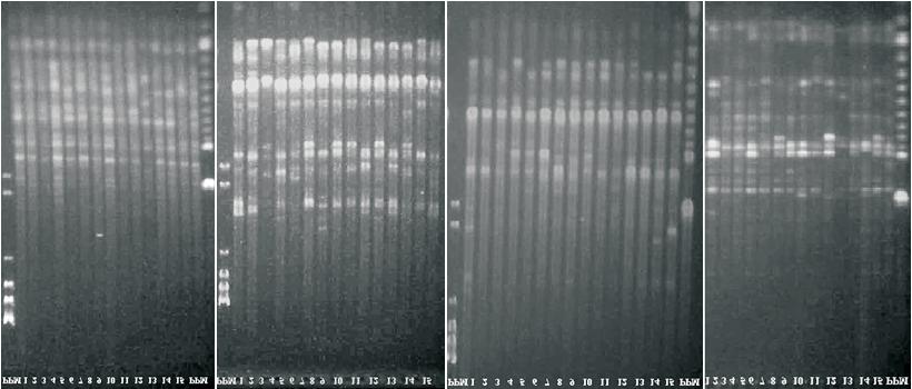 A fim de representar graficamente o padrão de divergência genética com a matriz de similaridade, foi construído um fenograma com o algoritmo de agrupamento UPGMA (Unweighted Pair-Group Method Using