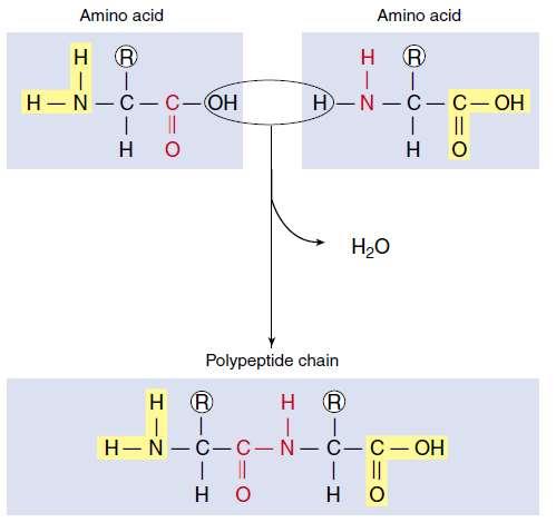 COMPONENTES QUÍMICOS CELULARES -Substâncias Orgânicas Aminoácidos e Proteínas -São os Tijolos moleculares, a partir deles são formadas as