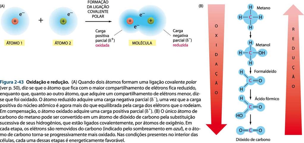 Processos celulares ativos/passivos Oxidação