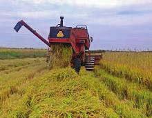 arroz. Isto pode dificultar a implantação das culturas de verão no ano agrícola subsequente, seja arroz ou soja.