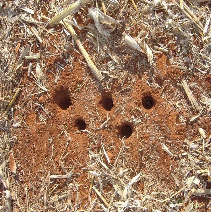 As amostras de solo foram coletadas em outubro de 2008, em sete camadas (0 a 2,5 cm; 2,5 a 5 cm; 5 a 10 cm; 10 a 20 cm; 20 a 30 cm, 30 a 40 cm e 40 a 50 cm) sendo uma amostra composta por cada