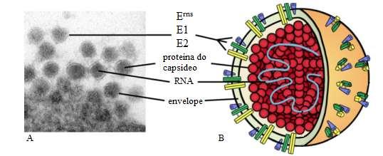 10 por quatro proteínas estruturais: proteína do capsídeo (C) e três glicoproteínas inseridas no envelope (E rns, E1, e E2) (THIEL; PLAGEMANN; MOENNIG, 1996).