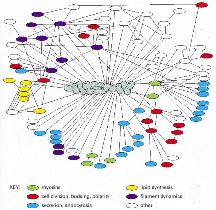 A actina entre diferentes vias Molecular Biology of