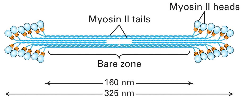 Miosina II: associação pelo domínio cauda e formação de