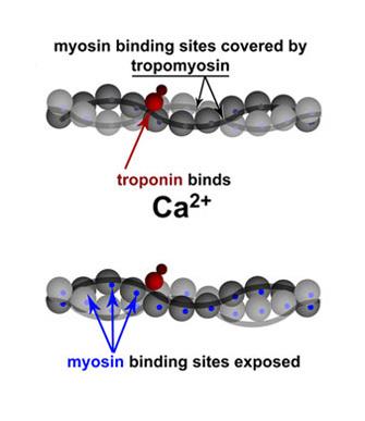 Troponin and tropomyosin regulate contraction via calcium binding Para leitura: Krans,