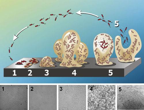 Biofilmes Protecção contra: Radiações UV Fagocitose Desidratação Predadores Antimicrobianos Os principais
