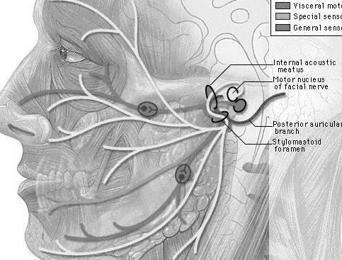 FACIAL Motricidade da face Sensibilidade gustativa dos 2/3 anteriores da língua - n. intermédio Inervação parassimpática das glândulas lacrimais, salivares e submandibulares n.