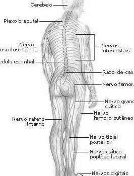 PUPILAS ISOCÓRICAS PUPILAS ANISOCÓRICAS EXAME NEUROLÓGICO I.