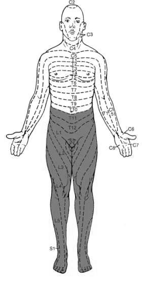 Força Muscular Muscular (Escala do Conselho de Pesquisa Médica Escala MRC - Medical Research