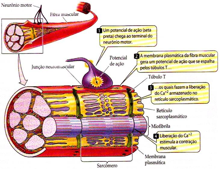 11 Fonte: Purves et al.