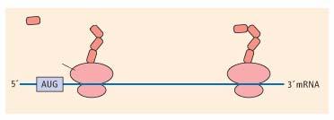 Nessas condições o cérebro e outros órgãos consomem glicose mas, apesar desse consumo, a concentração de glicose sanguínea mantém-se normal.