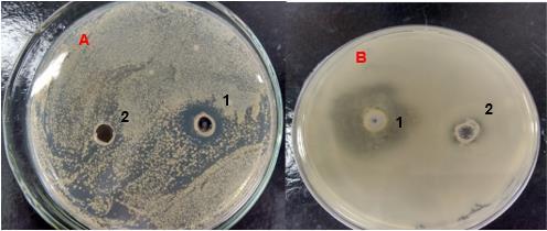 Teste de perfuração em ágar para o óleo essencial de Baccharis dracunculifolia (A) placa com S. aureus (1) poço com 20 L de óleo e (2) poço com 20 L de água destilada. (B) placa com K.