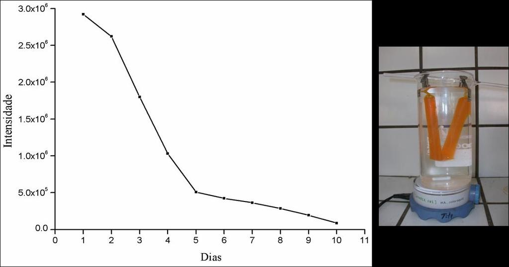 Capítulo III Figura III.2- Monitorização da intensidade da banda de emissão a 519 nm do dialisato, ao longo da diálise em PBS ph 7.4. Fotografia da montagem experimental (à direita).