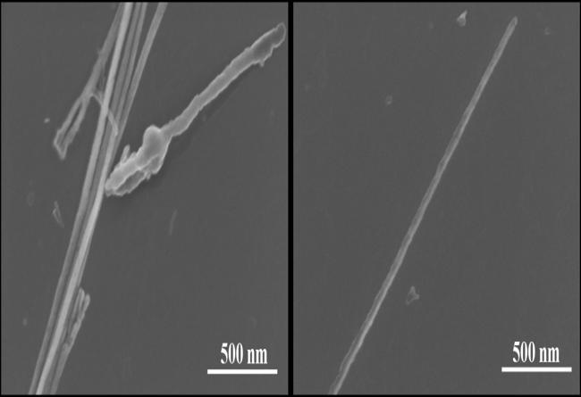 Capítulo III Figura III.7- Imagens de SEM de nanofios de Ni modificados com PEI-FITC. As imagens de SEM dos nanofios de Ni modificados com PEI-FITC (Figura III.
