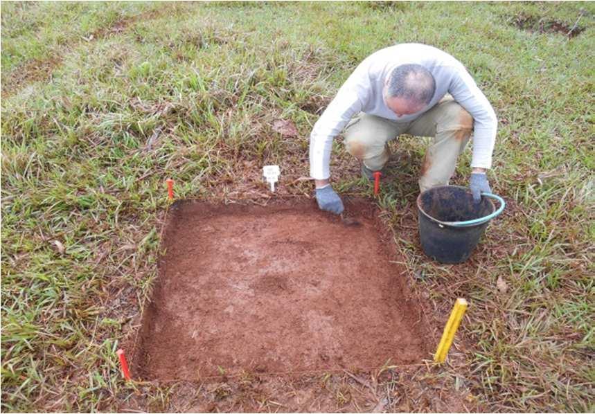 Raspagem de quadra de 1x1m no setor SE. Raspagem de quadra de 1x1m no setor NE. Dia 20 de junho, Sábado Foram trabalhadas cinco quadras: uma no setor NE (NE 40.5) e quatro no SE (SE 30.5, SE 35.