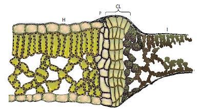 Formação de uma camada de cortiça (CL) entre áreas infectadas (I) e sadias (H) da folha.