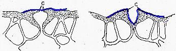 PRÉ-FORMADOS 2-ESTÔMATOS ESTRUTURAIS Período de abertura, número, localização e forma Pucccinia graminis f. sp. tritici (ferrugem do colmo) é sensível a CO 2 e penetra somente sob luz.