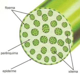 fitopatógenos -Xilema e fibras esclerenquimáticas