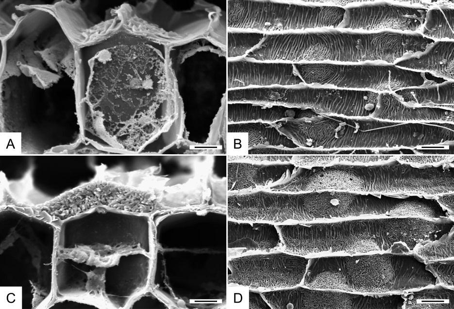 Figura 3. Micrografias eletrônicas de varredura de raízes de Anathallis Barb.Rodr mostrando tipos de tilossomos. A-B: Tilossomo tipo lamelar. A: A. liparages.