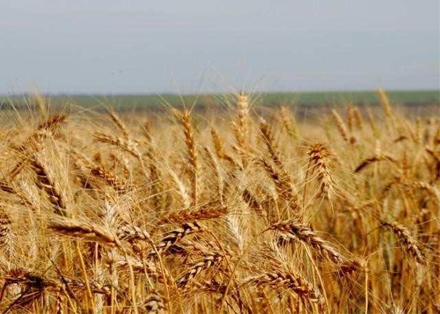 INSTITUCIONAL EDUCAÇÃO PUBLICAÇÕES AGRONEGÓCIO ORGÂNIC Produção de trigo no país pode ganhar novas fronteiras,