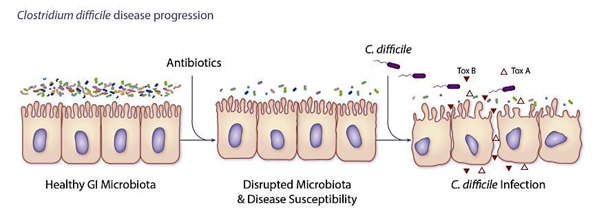 nutrientes (já que muitos deles são constituintes do nosso microbiota normal, tendo as mesmas capacidades metabólicas), redução dos sintomas de intolerância à lactose e redução do risco de várias