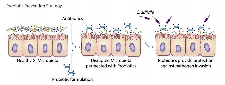 C. difficile é um bacilo Gram-positivo, anaeróbico e produtor de esporos, que causa infeção com diarreia e colite. A doença associada a C.difficile (CDAD C.