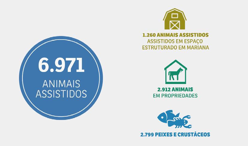FAUNA E FLORA Resgate de animais Animais, de várias espécies, foram resgatados das áreas afetadas.