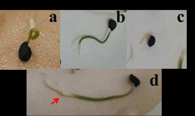 Média das sementes germinadas C.